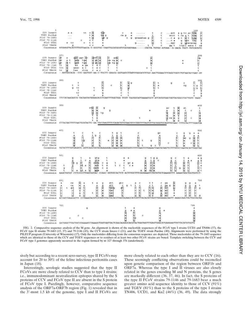 【病毒外文文献】1998 Feline coronavirus type II strains 79-1683 and 79-1146 originate from a double recombination between feline coronav_第2页