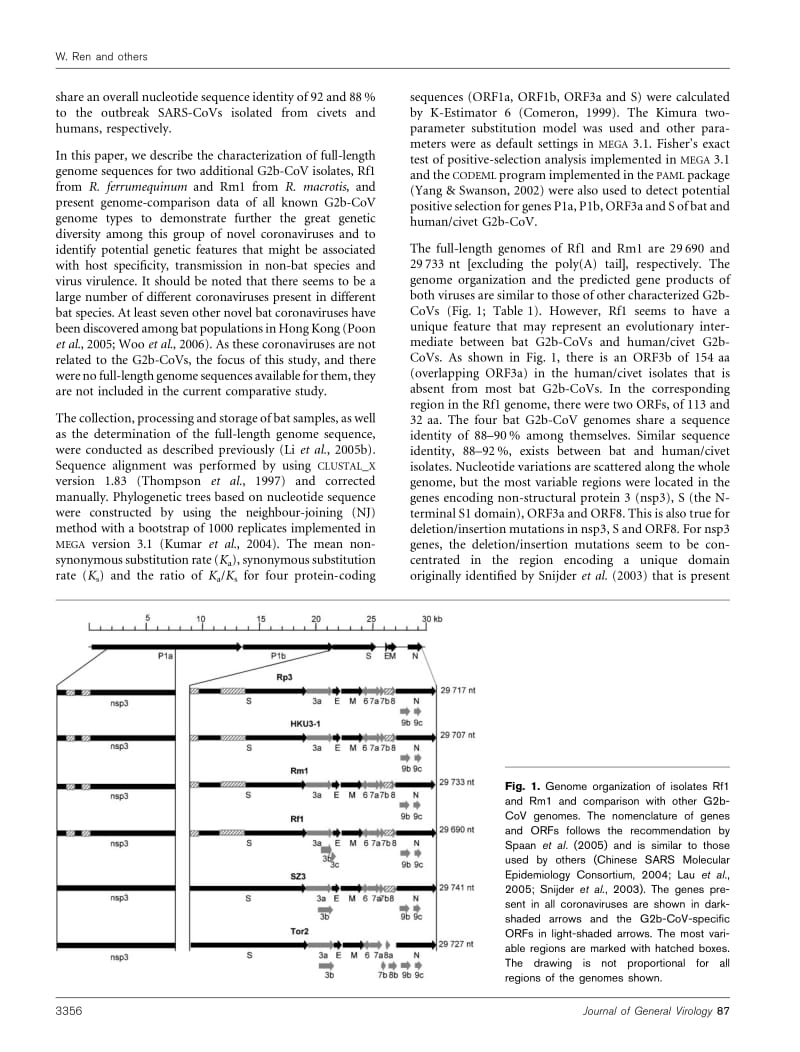 【病毒外文文献】2006 Full-length genome sequences of two SARS-like coronaviruses in horseshoe bats and genetic variation analysis_第2页