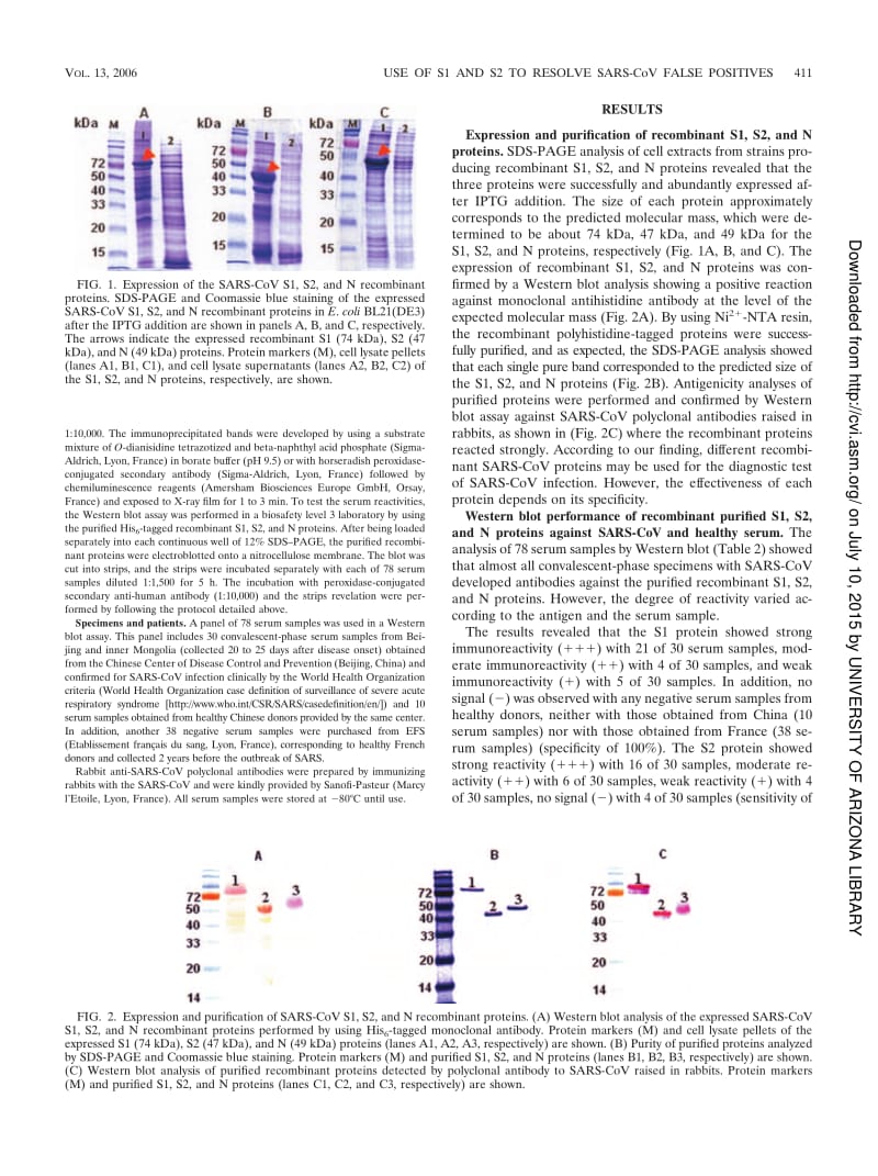 【病毒外文文献】2006 False-Positive Results in a Recombinant Severe Acute Respiratory Syndrome-Associated Coronavirus (SARS-CoV) Nucleoc_第3页