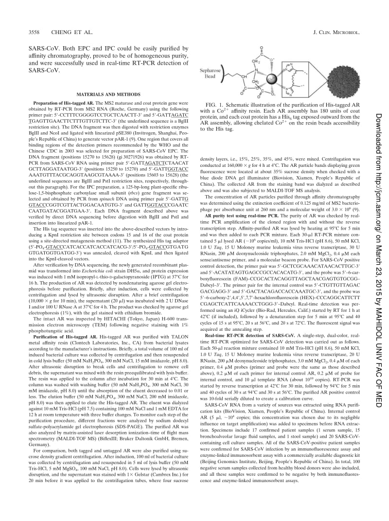 【病毒外文文献】2006 Preparation of His-Tagged Armored RNA Phage Particles as a Control for Real-Time Reverse Transcription-PCR Detectio_第2页