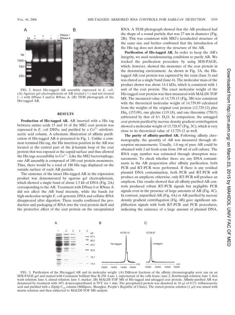 【病毒外文文献】2006 Preparation of His-Tagged Armored RNA Phage Particles as a Control for Real-Time Reverse Transcription-PCR Detectio_第3页
