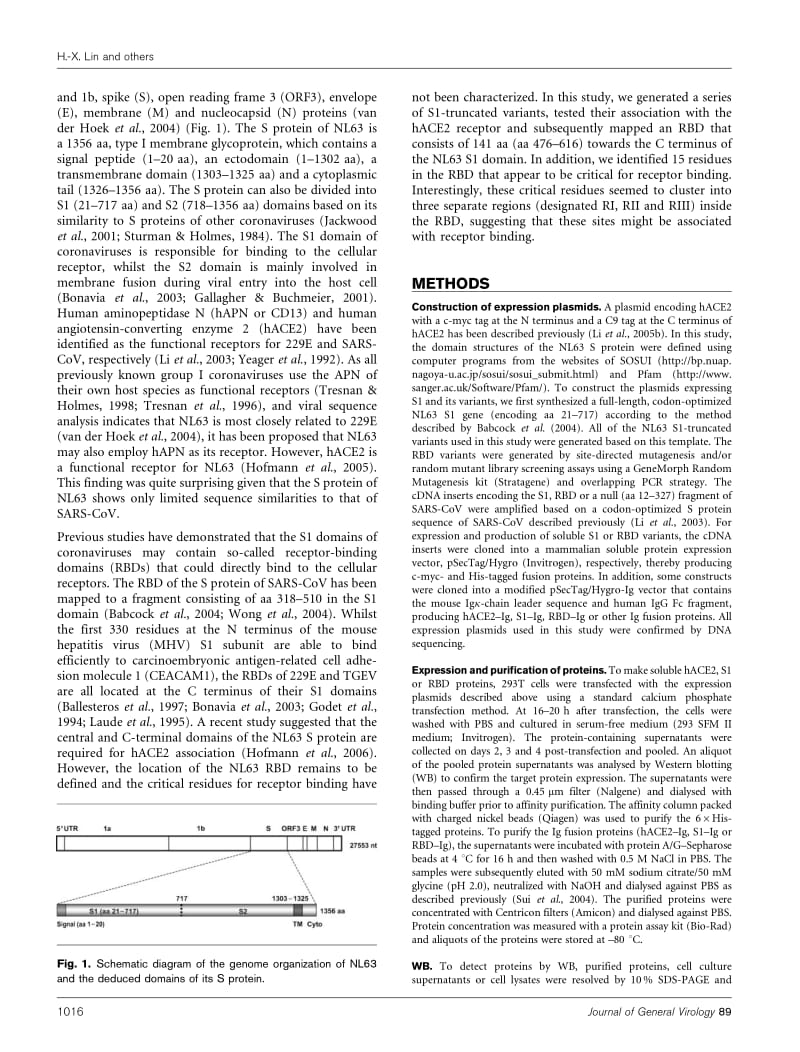 【病毒外文文献】2008 Identification of residues in the receptor-binding domain (RBD) of the spike protein of human coronavirus NL63 that_第2页