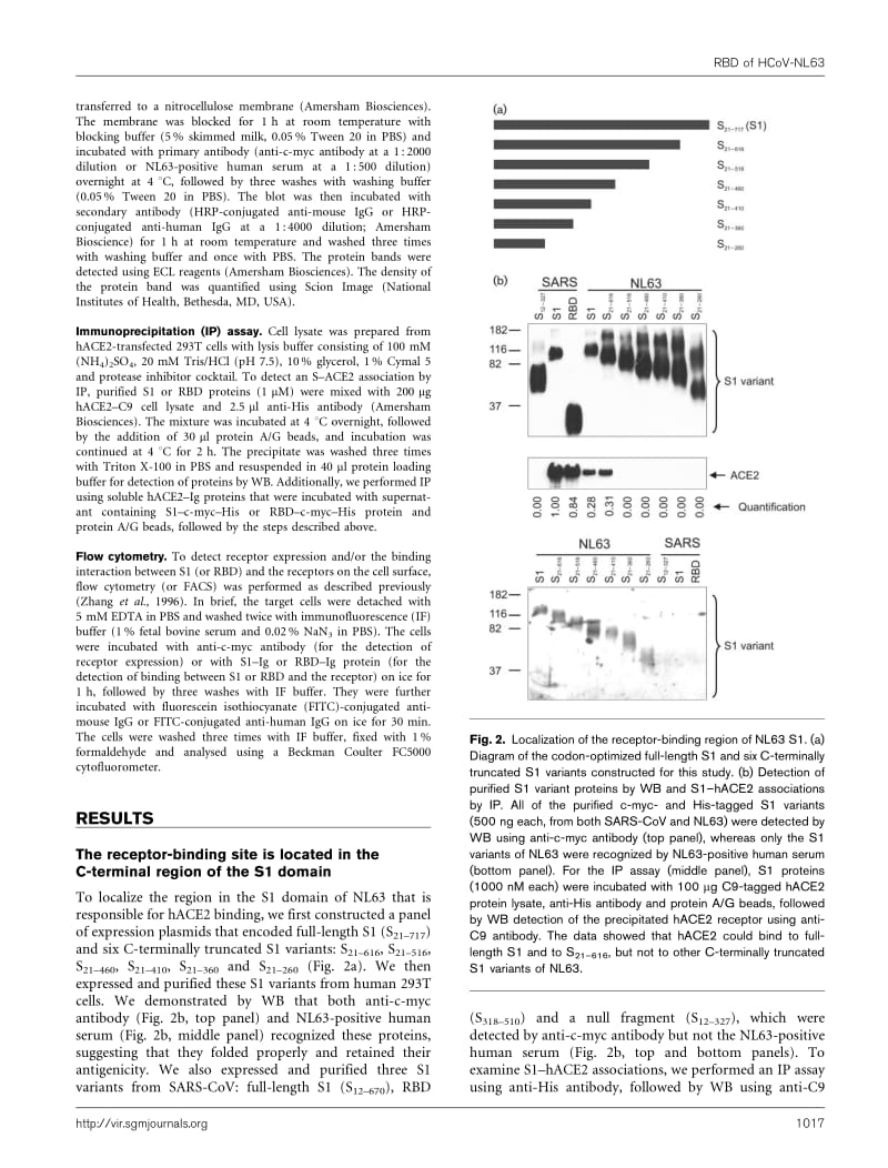 【病毒外文文献】2008 Identification of residues in the receptor-binding domain (RBD) of the spike protein of human coronavirus NL63 that_第3页