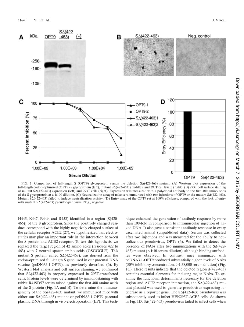 【病毒外文文献】2005 Single Amino Acid Substitutions in the Severe Acute Respiratory Syndrome Coronavirus Spike Glycoprotein Determine V_第3页