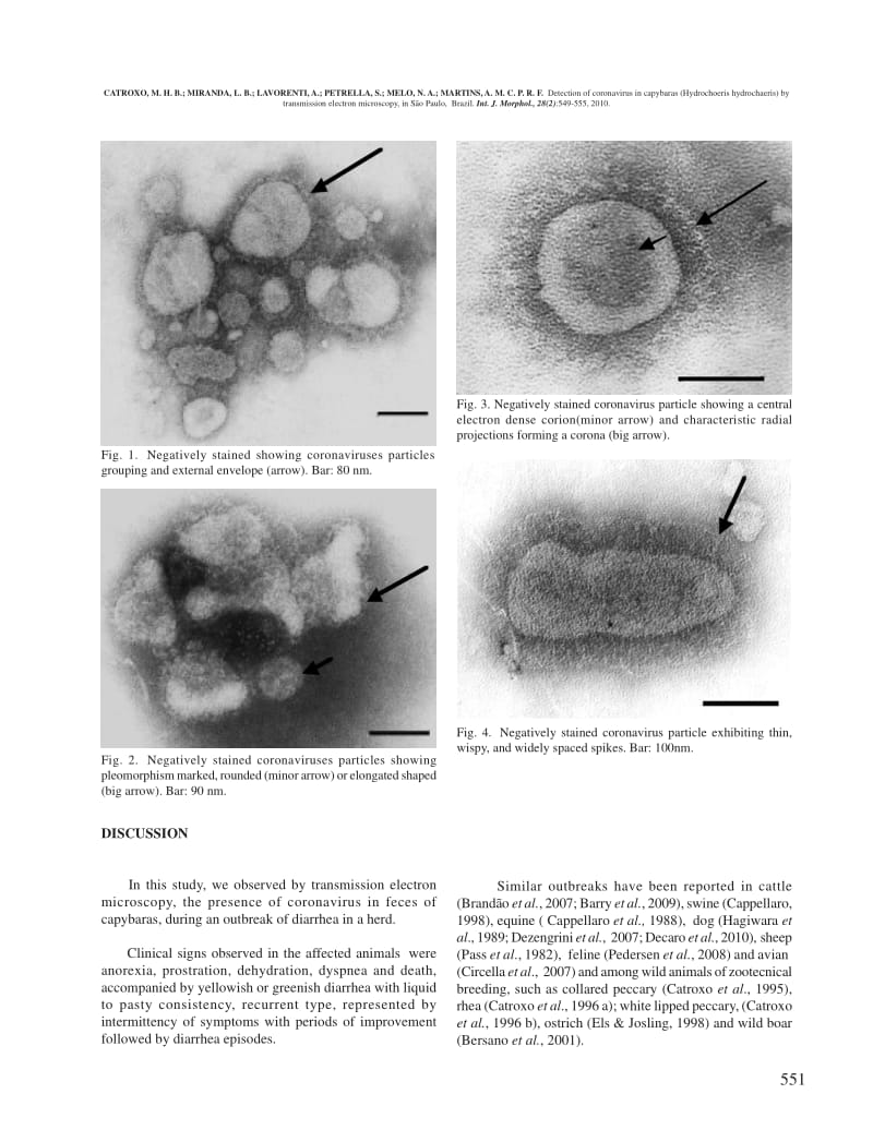【病毒外文文献】2010 Detection of Coronavirus in Capybaras (Hydrochoeris hydrochaeris) by Transmission Electron Microscopy in S_o Paulo,_第3页