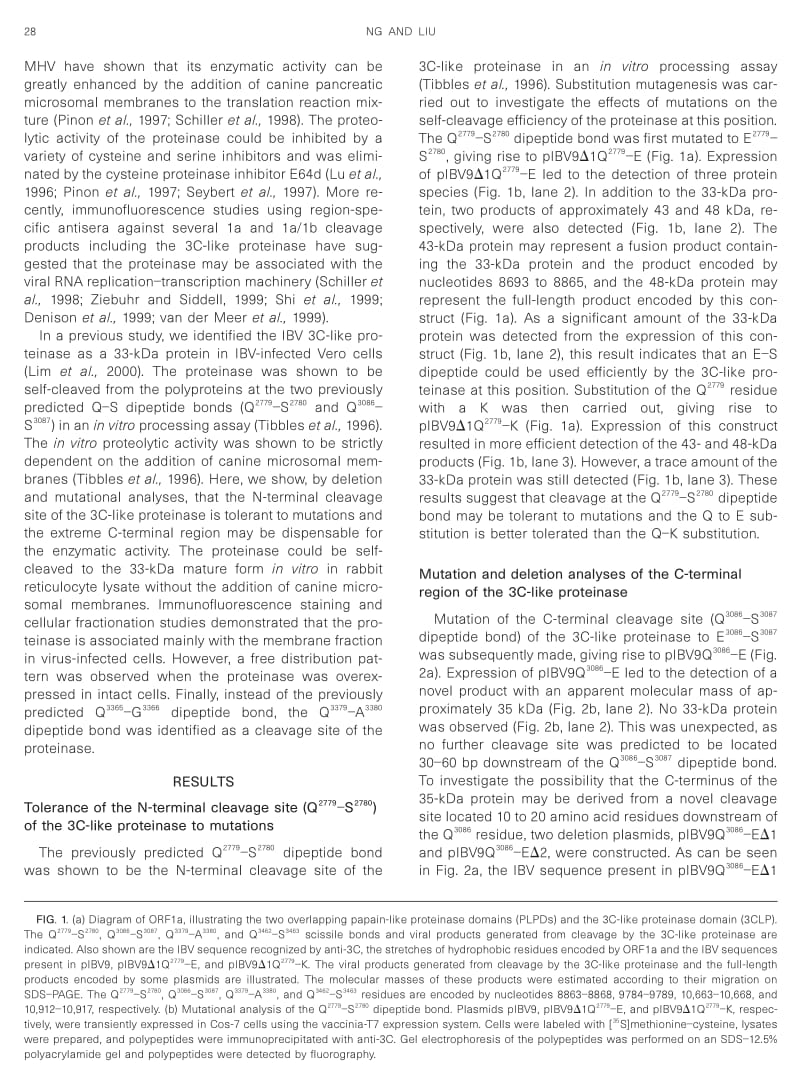 【病毒外文文献】2000 Further Characterization of the Coronavirus Infectious Bronchitis Virus 3C-like Proteinase and Determination of a N_第2页