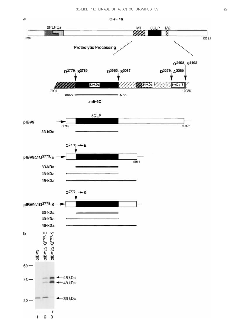【病毒外文文献】2000 Further Characterization of the Coronavirus Infectious Bronchitis Virus 3C-like Proteinase and Determination of a N_第3页