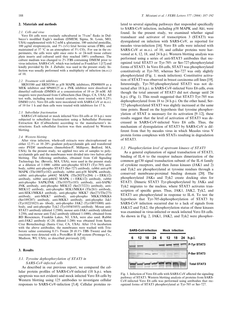【病毒外文文献】2004 Tyrosine dephosphorylation of STAT3 in SARS coronavirus-infected Vero E6 cells_第2页