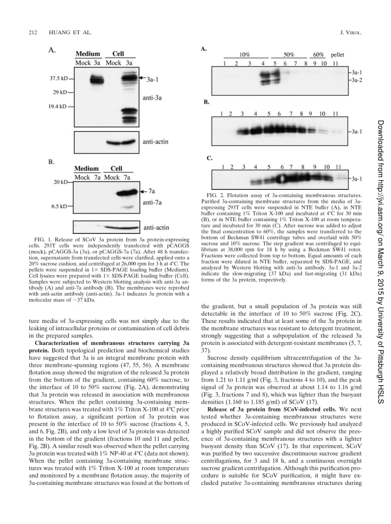 【病毒外文文献】2006 Severe Acute Respiratory Syndrome Coronavirus 3a Protein Is Released in Membranous Structures from 3a Protein-Expre_第3页
