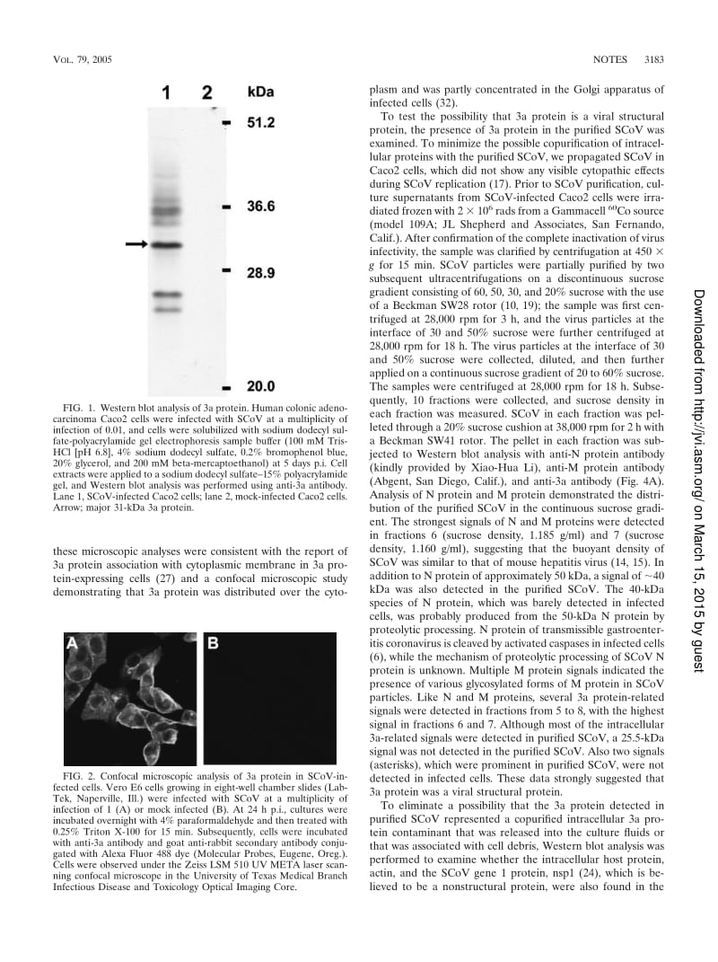 【病毒外文文献】2005 Severe Acute Respiratory Syndrome Coronavirus 3a Protein Is a Viral Structural Protein_第2页