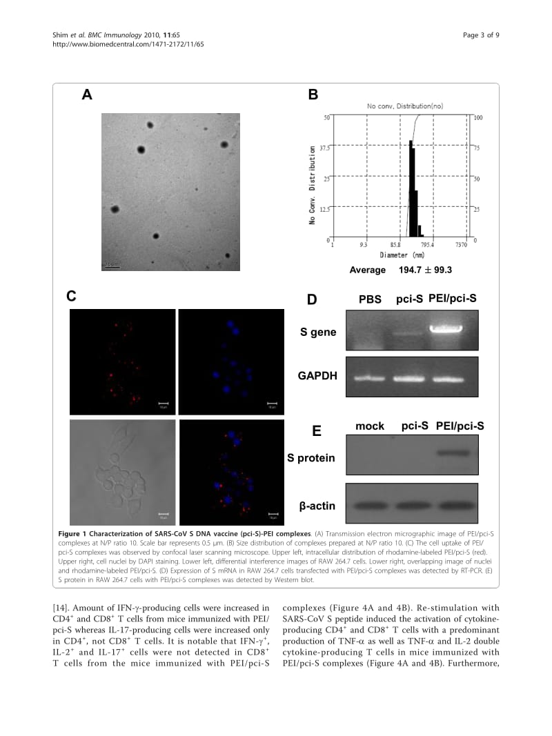 【病毒外文文献】2010 Intranasal immunization with plasmid DNA encoding spike protein of SARS-coronavirus_polyethylenimine nanoparticles_第3页
