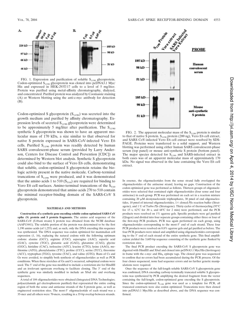 【病毒外文文献】2004 Amino Acids 270 to 510 of the Severe Acute Respiratory Syndrome Coronavirus Spike Protein Are Required for Interact_第3页