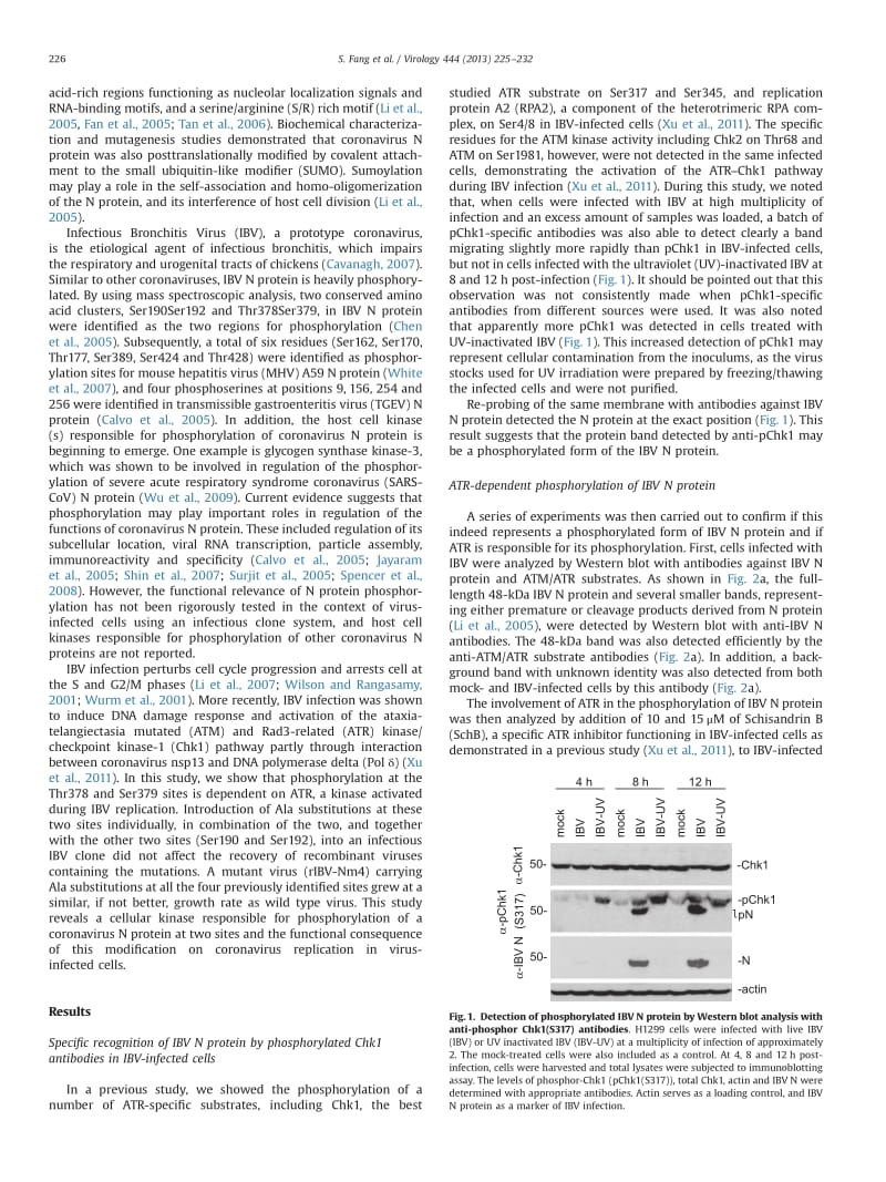 【病毒外文文献】2013 Identification of two ATR-dependent phosphorylation sites on coronavirus nucleocapsid protein with nonessential fun_第2页