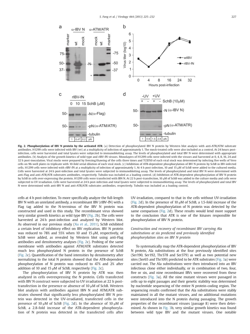 【病毒外文文献】2013 Identification of two ATR-dependent phosphorylation sites on coronavirus nucleocapsid protein with nonessential fun_第3页