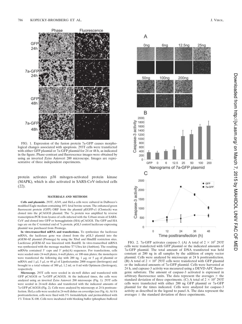 【病毒外文文献】2006 7a Protein of Severe Acute Respiratory Syndrome Coronavirus Inhibits Cellular Protein Synthesis and Activates p38 M_第2页