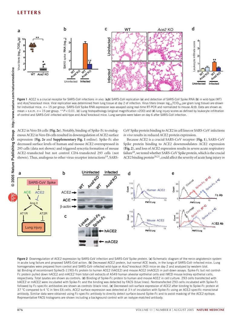 【病毒外文文献】2005 A crucial role of angiotensin converting enzyme 2 (ACE2) in SARS coronavirus_induced lung injury_第2页