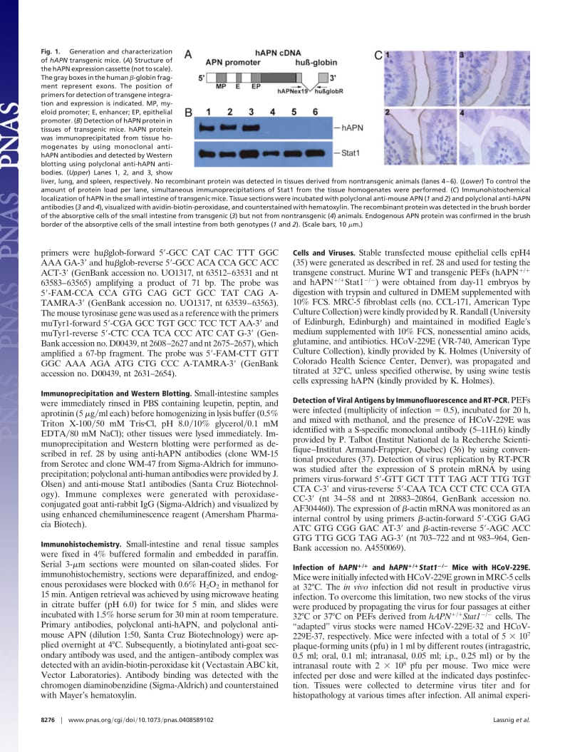 【病毒外文文献】2005 From The Cover_ Development of a transgenic mouse model susceptible to human coronavirus 229E_第2页