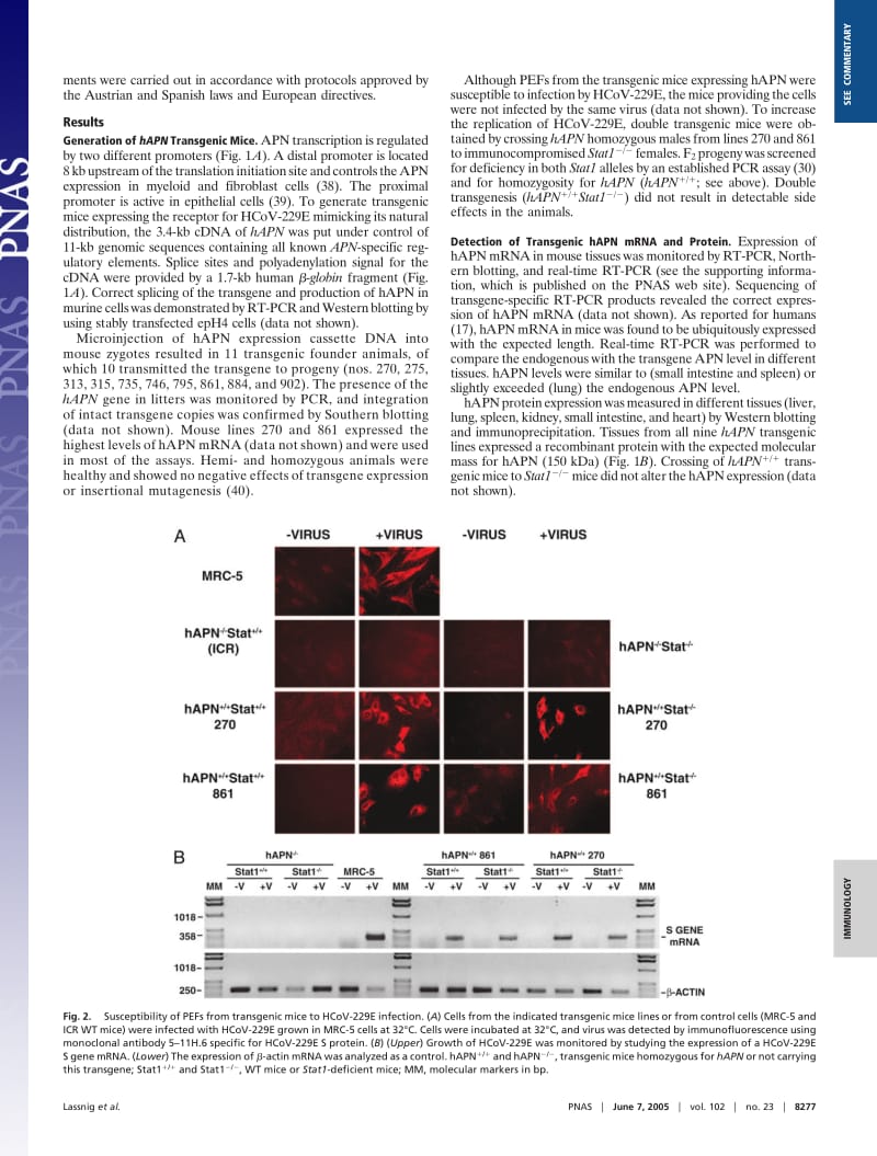 【病毒外文文献】2005 From The Cover_ Development of a transgenic mouse model susceptible to human coronavirus 229E_第3页