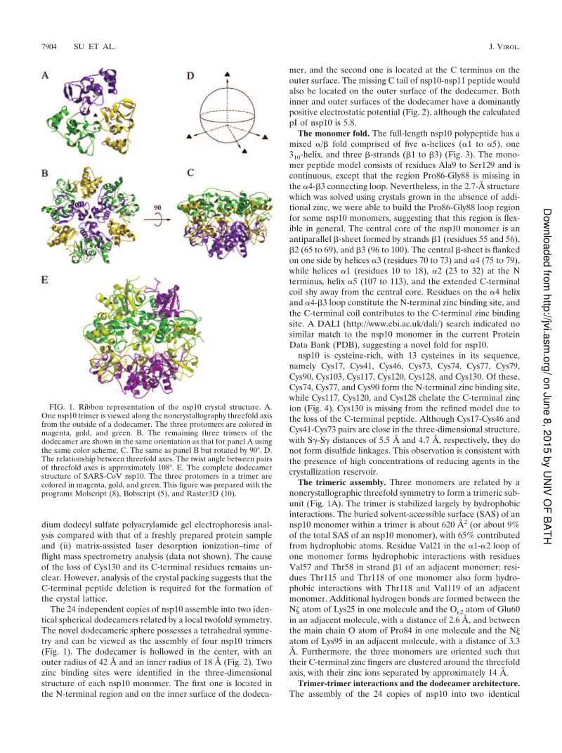【病毒外文文献】2006 Dodecamer Structure of Severe Acute Respiratory Syndrome Coronavirus Nonstructural Protein nsp10_第3页