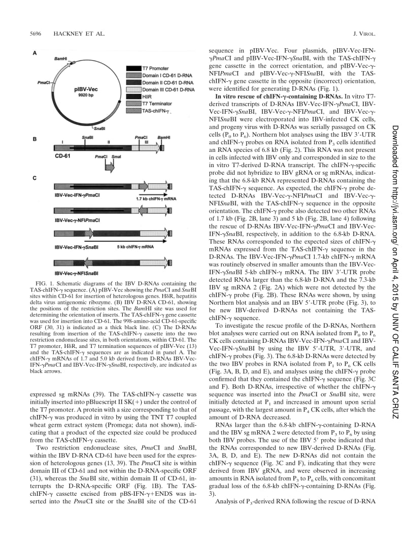 【病毒外文文献】2003 In Vitro and In Ovo Expression of Chicken Gamma Interferon by a Defective RNA of Avian Coronavirus Infectious Bronc_第3页