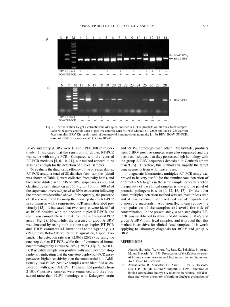 【病毒外文文献】2011 Rapid and Sensitive Detection of Bovine Coronavirus and Group A Bovine Rotavirus from Fecal Samples by Using One-St_第3页