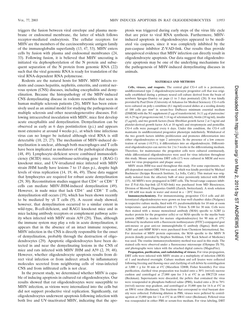 【病毒外文文献】2003 Induction of Caspase-Dependent Apoptosis in Cultured Rat Oligodendrocytes by Murine Coronavirus Is Mediated during_第2页