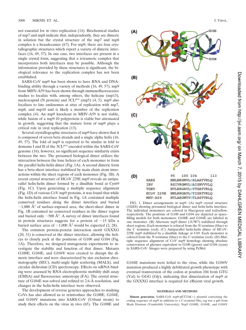 【病毒外文文献】2009 Severe Acute Respiratory Syndrome Coronavirus nsp9 Dimerization Is Essential for Efficient Viral Growth_第2页
