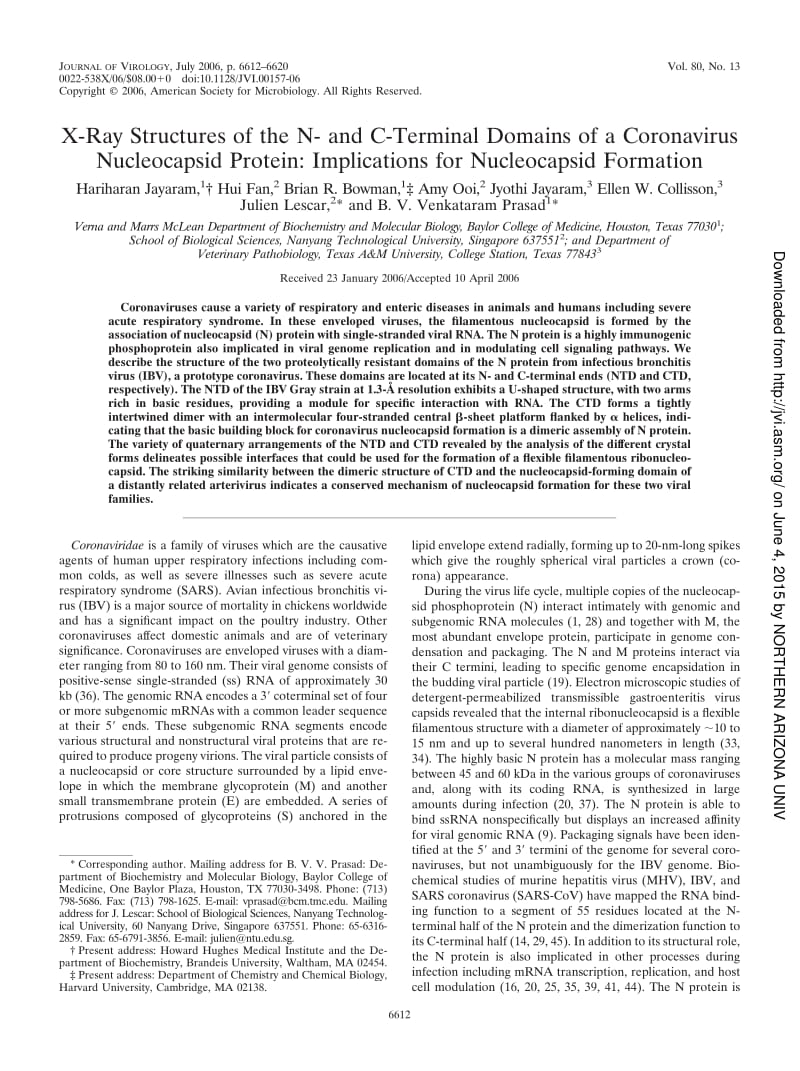 【病毒外文文献】2006 X-Ray Structures of the N- and C-Terminal Domains of a Coronavirus Nucleocapsid Protein_ Implications for Nucleocap_第1页