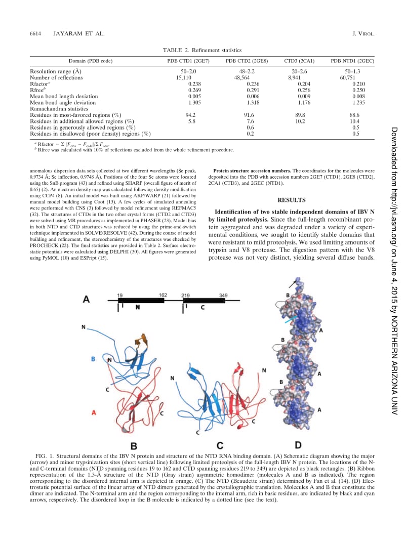 【病毒外文文献】2006 X-Ray Structures of the N- and C-Terminal Domains of a Coronavirus Nucleocapsid Protein_ Implications for Nucleocap_第3页