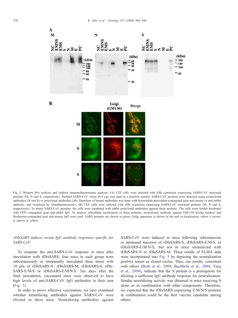 【病毒外文文献】2006 Induction of protective immunity against severe acute respiratory syndrome coronavirus (SARS-CoV) infection using h_第3页