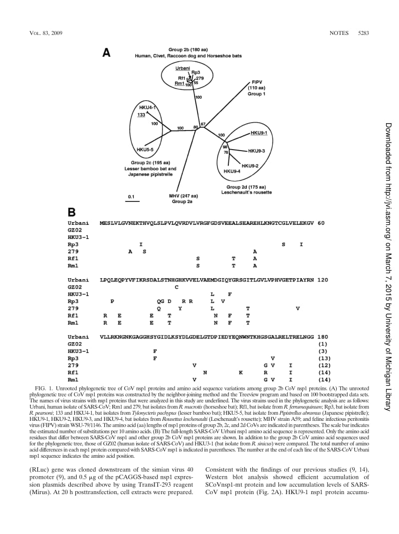 【病毒外文文献】2009 Suppression of Host Gene Expression by nsp1 Proteins of Group 2 Bat Coronaviruses_第2页