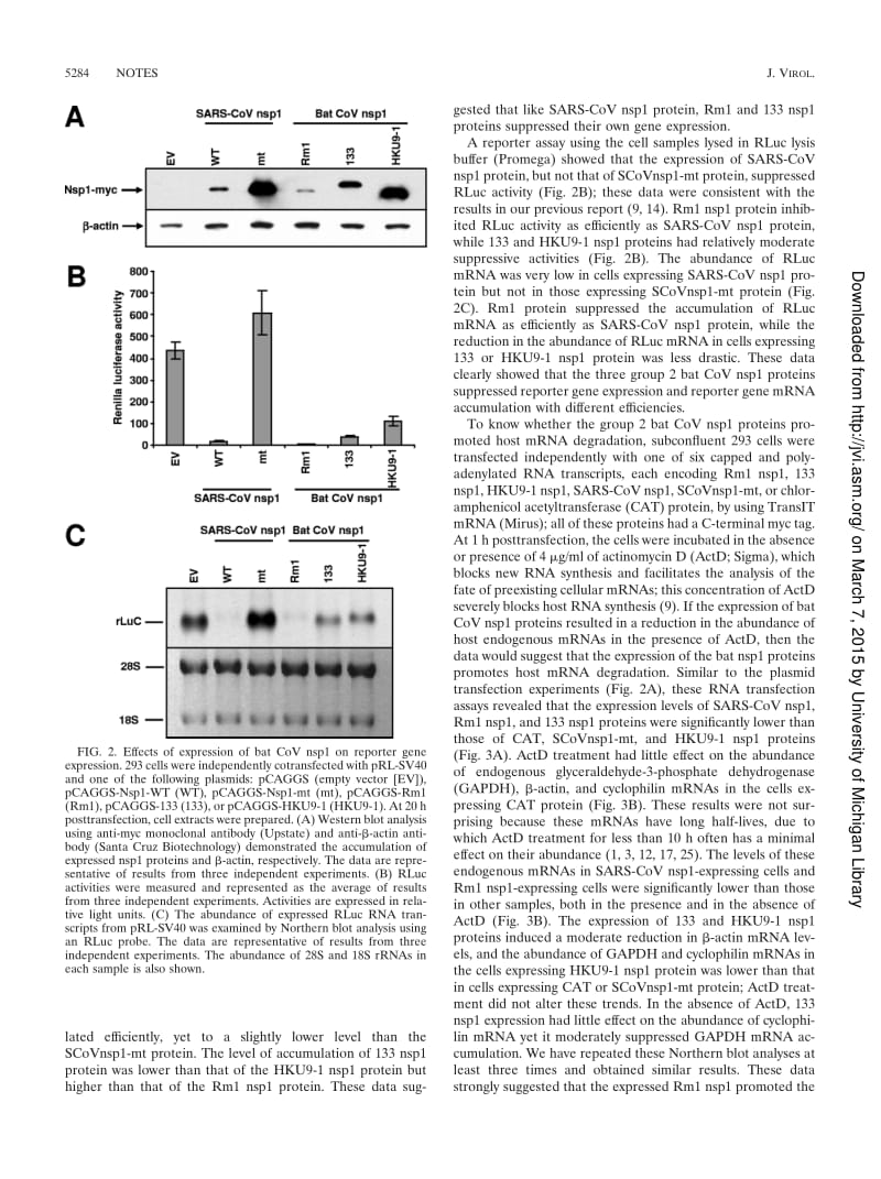 【病毒外文文献】2009 Suppression of Host Gene Expression by nsp1 Proteins of Group 2 Bat Coronaviruses_第3页