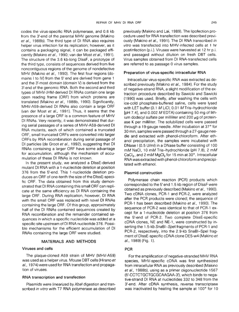 【病毒外文文献】1993 Generation and Selection of Coronavirus Defective Interfering RNA with Large Open Reading Frame by RNA Recombinatio_第2页