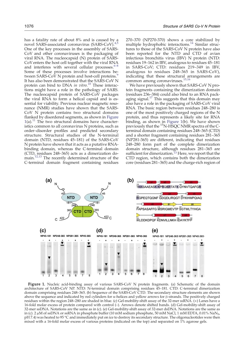 【病毒外文文献】2007 Structure of the SARS Coronavirus Nucleocapsid Protein RNA-binding Dimerization Domain Suggests a Mechanism for Hel_第2页