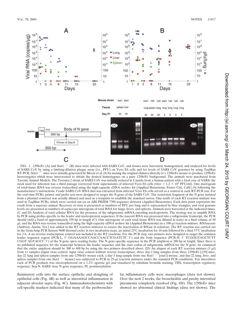 【病毒外文文献】2004 Resolution of Primary Severe Acute Respiratory Syndrome-Associated Coronavirus Infection Requires Stat1_第2页