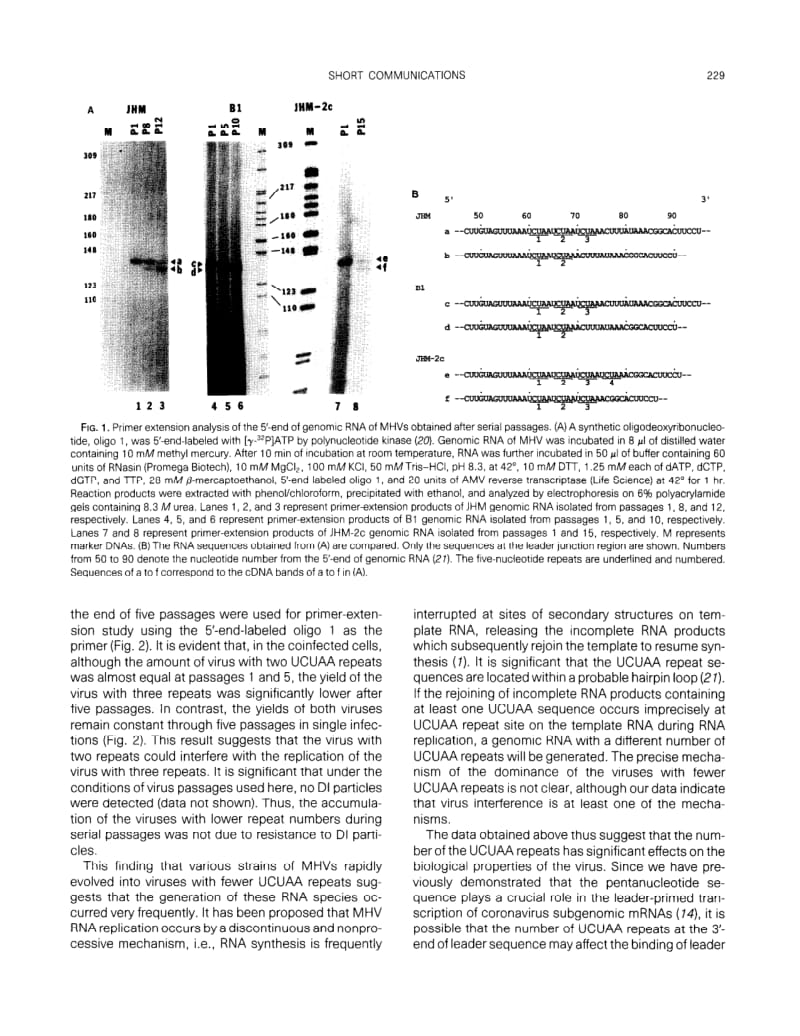 【病毒外文文献】1989 Evolution of the 5_-end of genomic rna of murine coronaviruses during passages in vitro_第3页