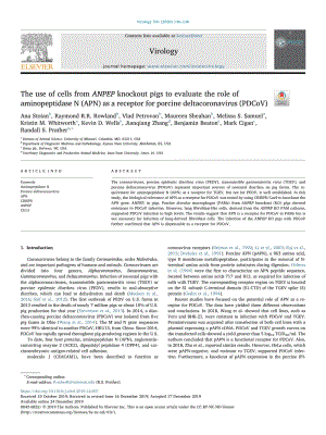 【病毒外文文獻(xiàn)】2020 The use of cells from ANPEP knockout pigs to evaluate the role of aminopeptidase N (APN) as a receptor for porcine