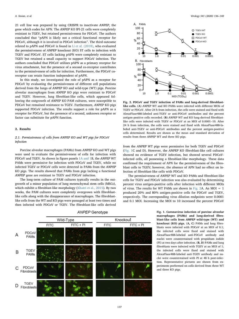 【病毒外文文献】2020 The use of cells from ANPEP knockout pigs to evaluate the role of aminopeptidase N (APN) as a receptor for porcine_第2页