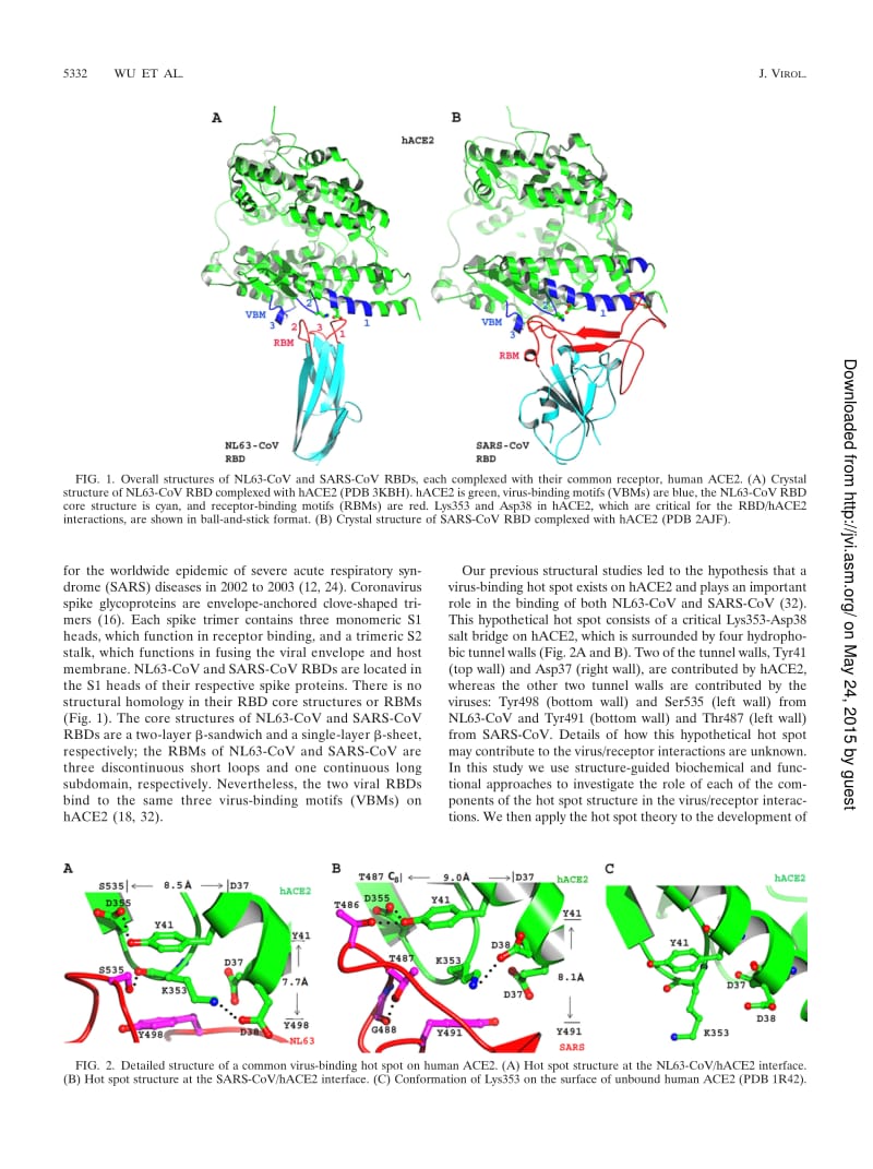 【病毒外文文献】2011 A Virus-Binding Hot Spot on Human Angiotensin-Converting Enzyme 2 Is Critical for Binding of Two Different Coronavi_第2页