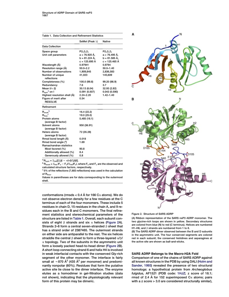 【病毒外文文献】2005 Structural Basis of Severe Acute Respiratory Syndrome Coronavirus ADP-Ribose-1_-Phosphate Dephosphorylation by a Co_第3页