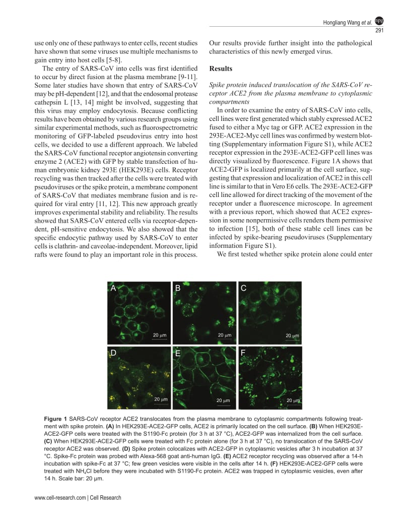 【病毒外文文献】2008 SARS coronavirus entry into host cells through a novel clathrin- and caveolae-independent endocytic pathway_第2页