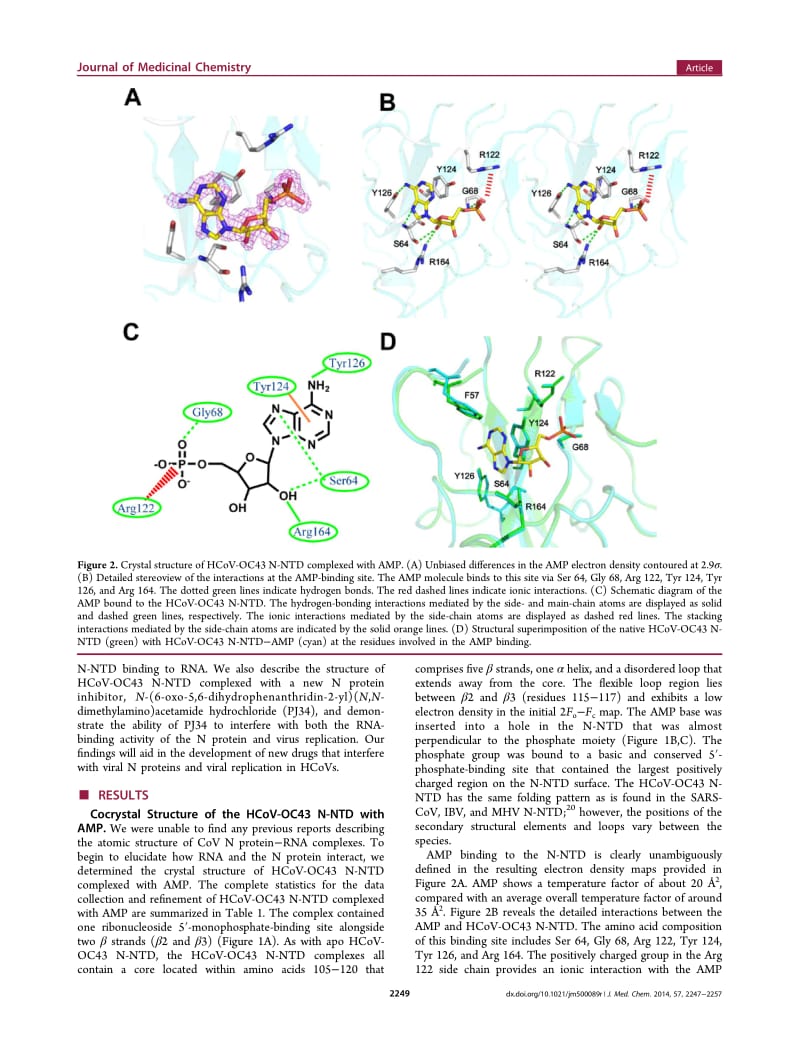 【病毒外文文献】2014 Structural Basis for the Identification of the N-Terminal Domain of Coronavirus Nucleocapsid Protein as an Antivira_第3页