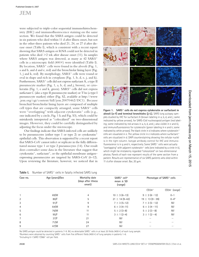 【病毒外文文献】2007 A novel subset of putative stem_progenitor CD34+Oct-4+ cells is the major target for SARS coronavirus in human lung_第2页