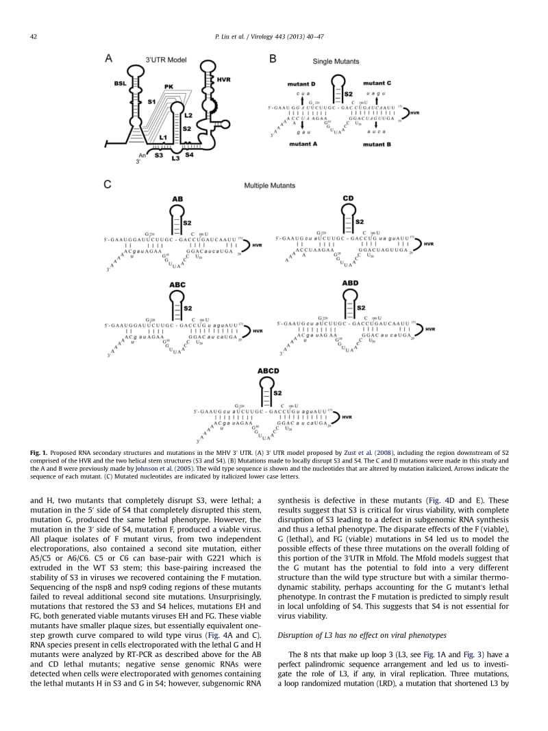 【病毒外文文献】2013 Functional analysis of the stem loop S3 and S4 structures in the coronavirus 3_UTR_第3页