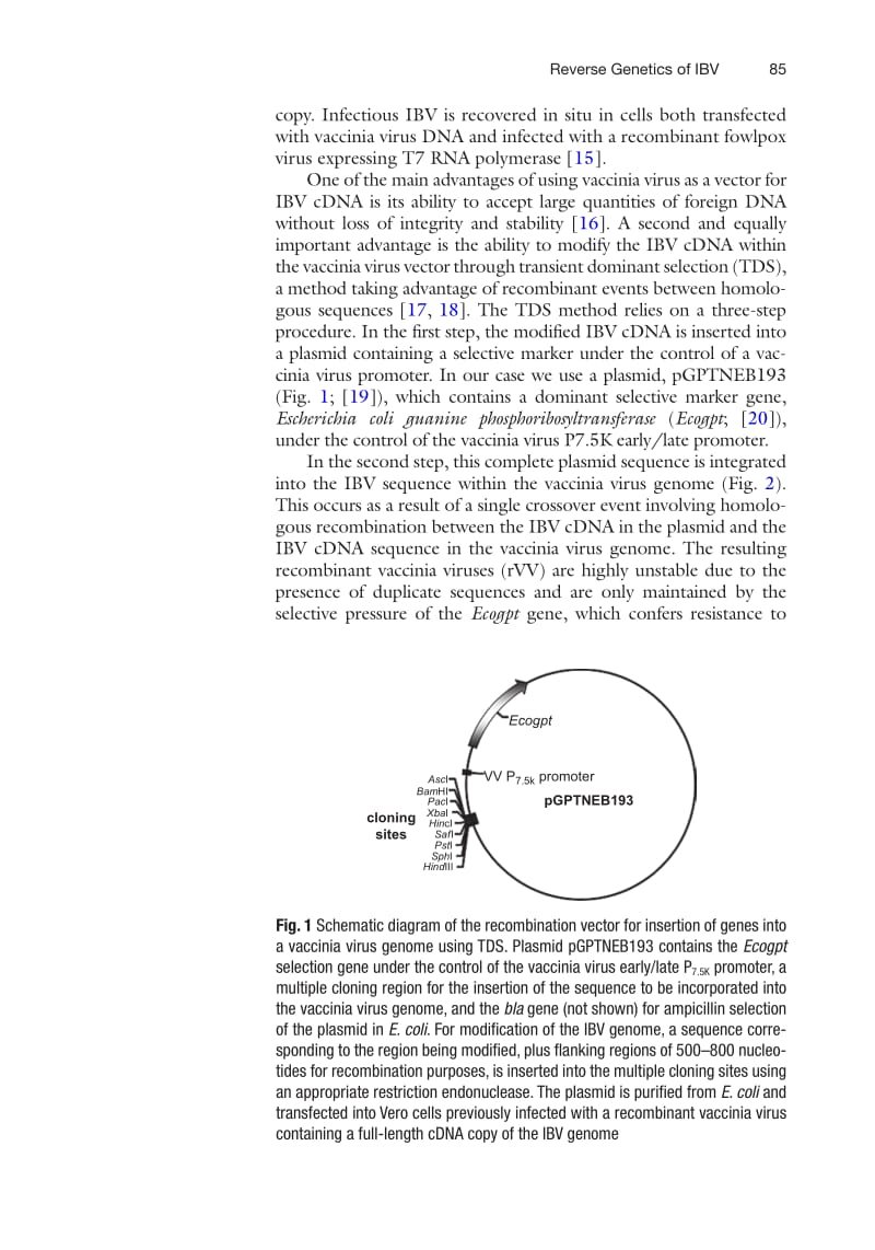 【病毒外文文献】2017 [Methods in Molecular Biology] Reverse Genetics of RNA Viruses Volume 1602 __ Reverse Genetics System for the Avian_第3页