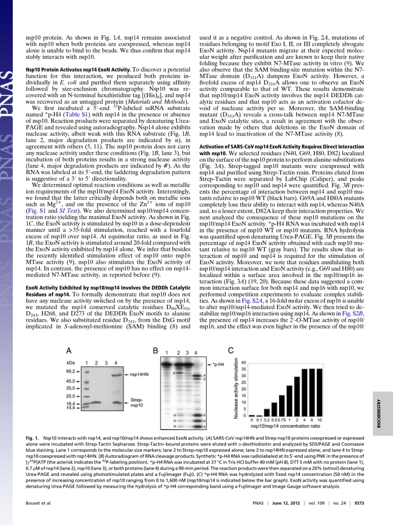【病毒外文文献】2012 RNA 3_-end mismatch excision by the severe acute respiratory syndrome coronavirus nonstructural protein nsp10_nsp14_第2页