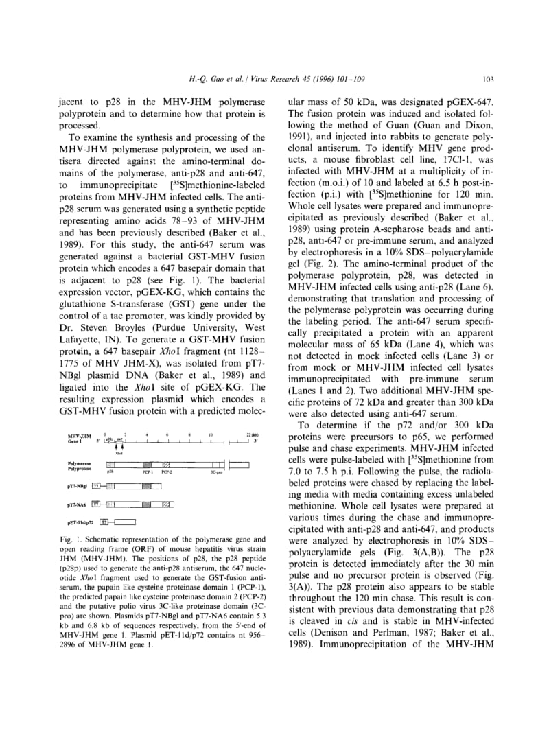 【病毒外文文献】1996 Identification of the polymerase polyprotein products p72 and p65 of the murine coronavirus MHV-JHM_第3页