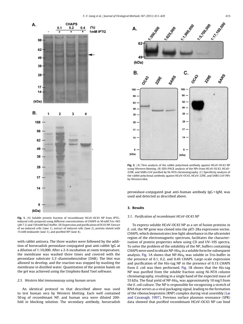 【病毒外文文献】2013 Immunoreactivity characterisation of the three structural regions of the human coronavirus OC43 nucleocapsid protei_第3页