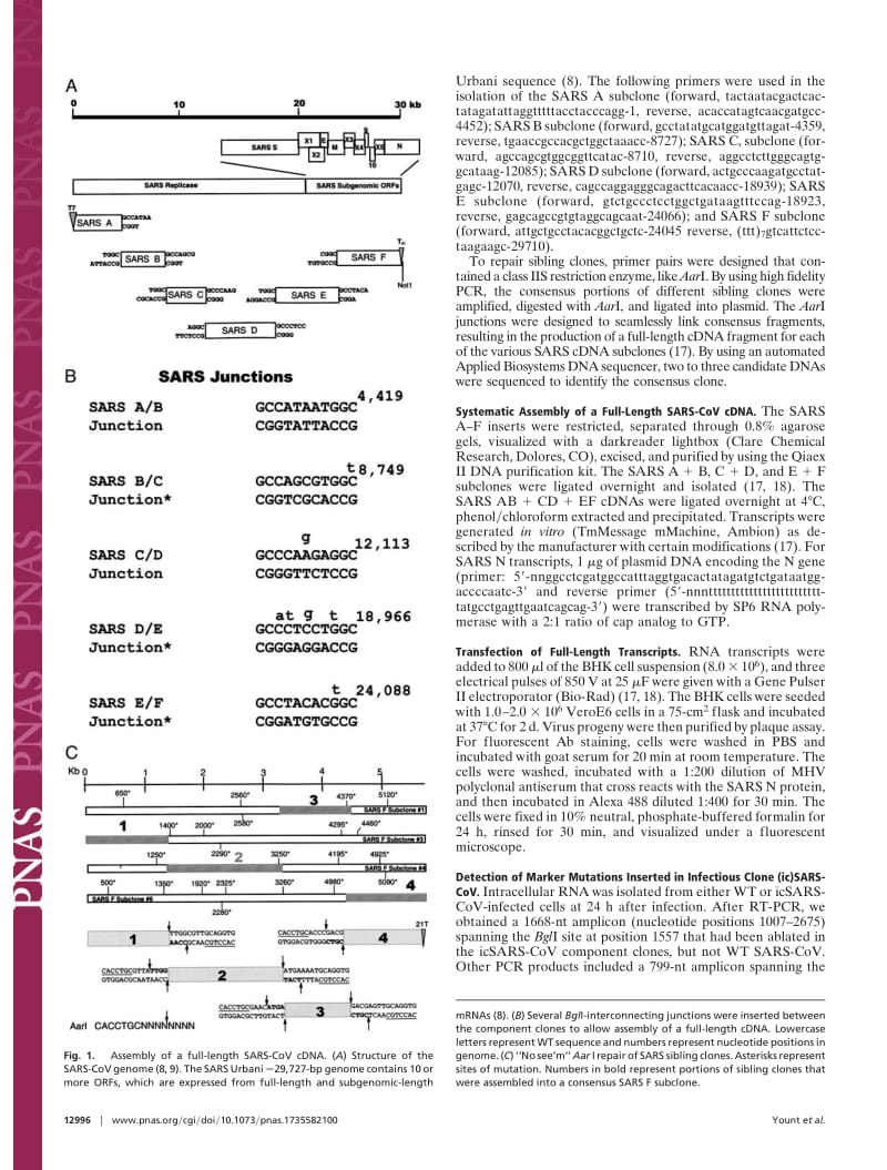 【病毒外文文献】2003 Reverse genetics with a full-length infectious cDNA of severe acute respiratory syndrome coronavirus_第2页