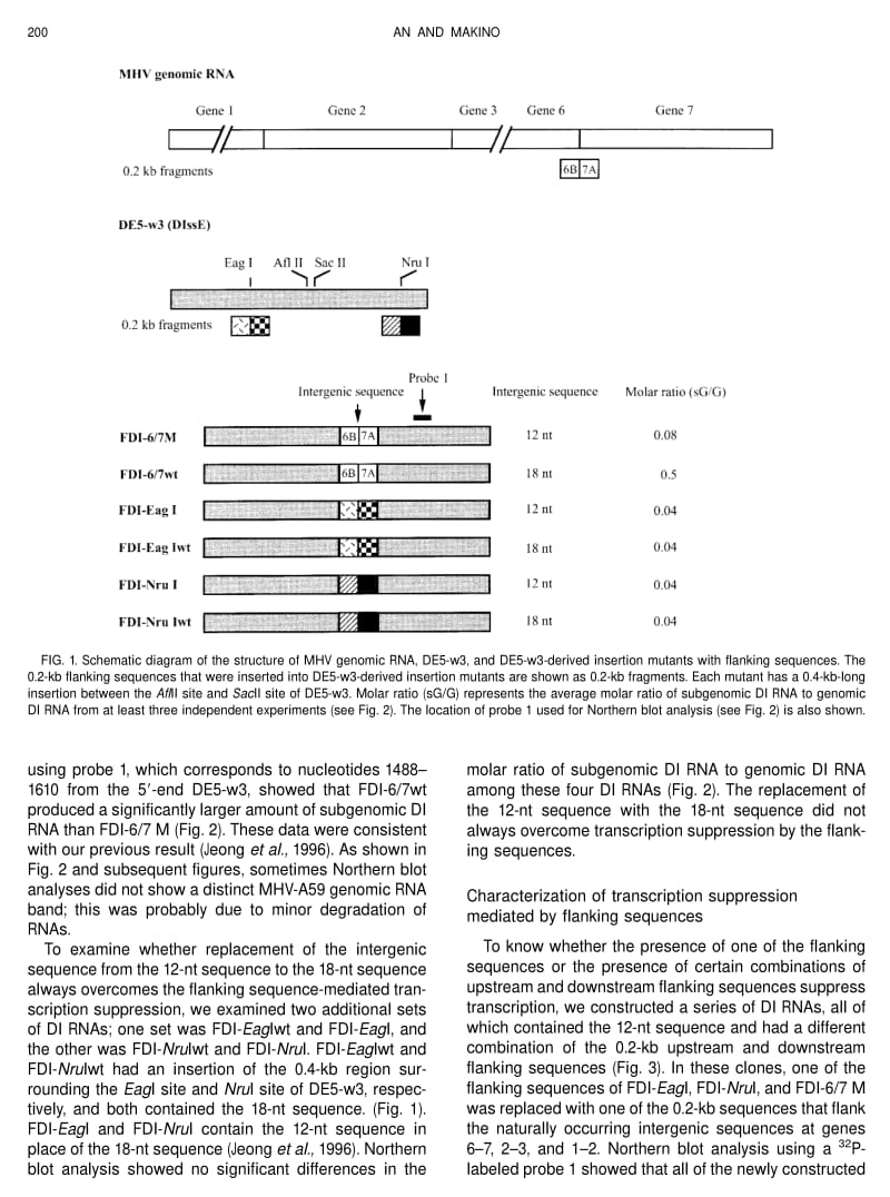 【病毒外文文献】1998 Characterizations of Coronaviruscis-Acting RNA Elements and the Transcription Step Affecting Its Transcription Effi_第3页